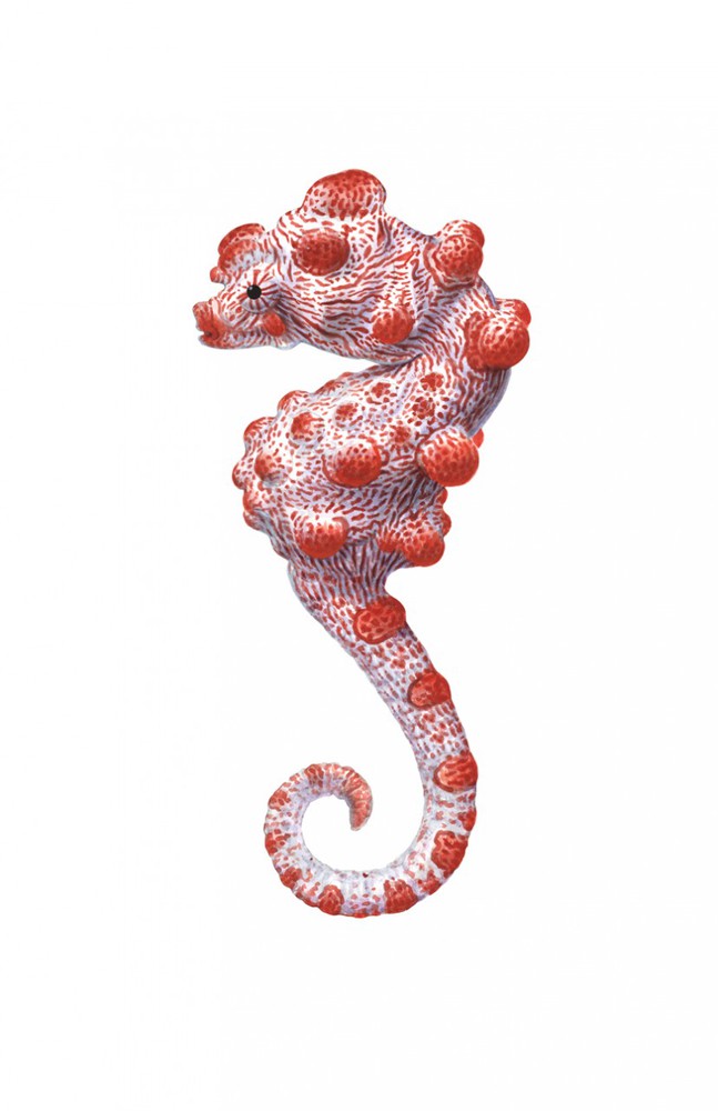 pygmy seahorse