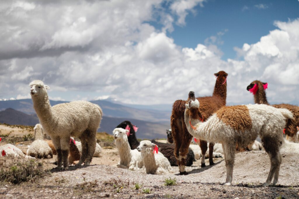 Bestie like a herd of alpacas