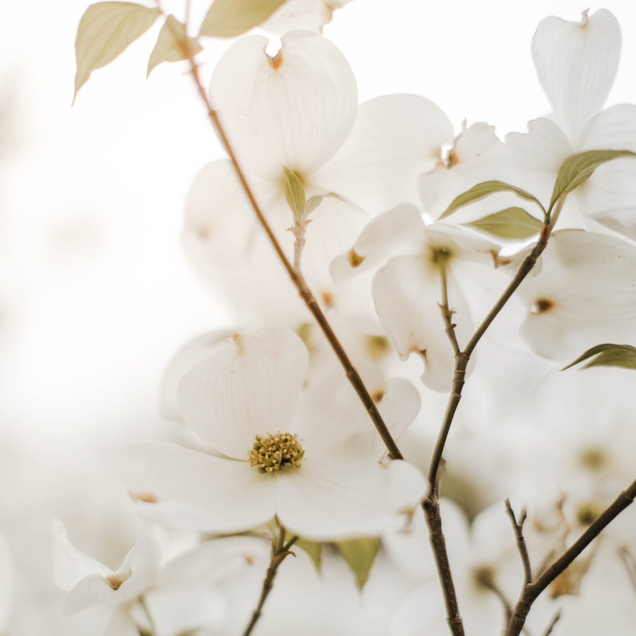 Dogwood blossoms