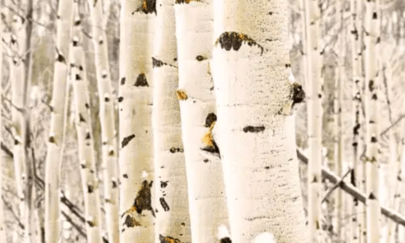 Aspen Tree Bark
